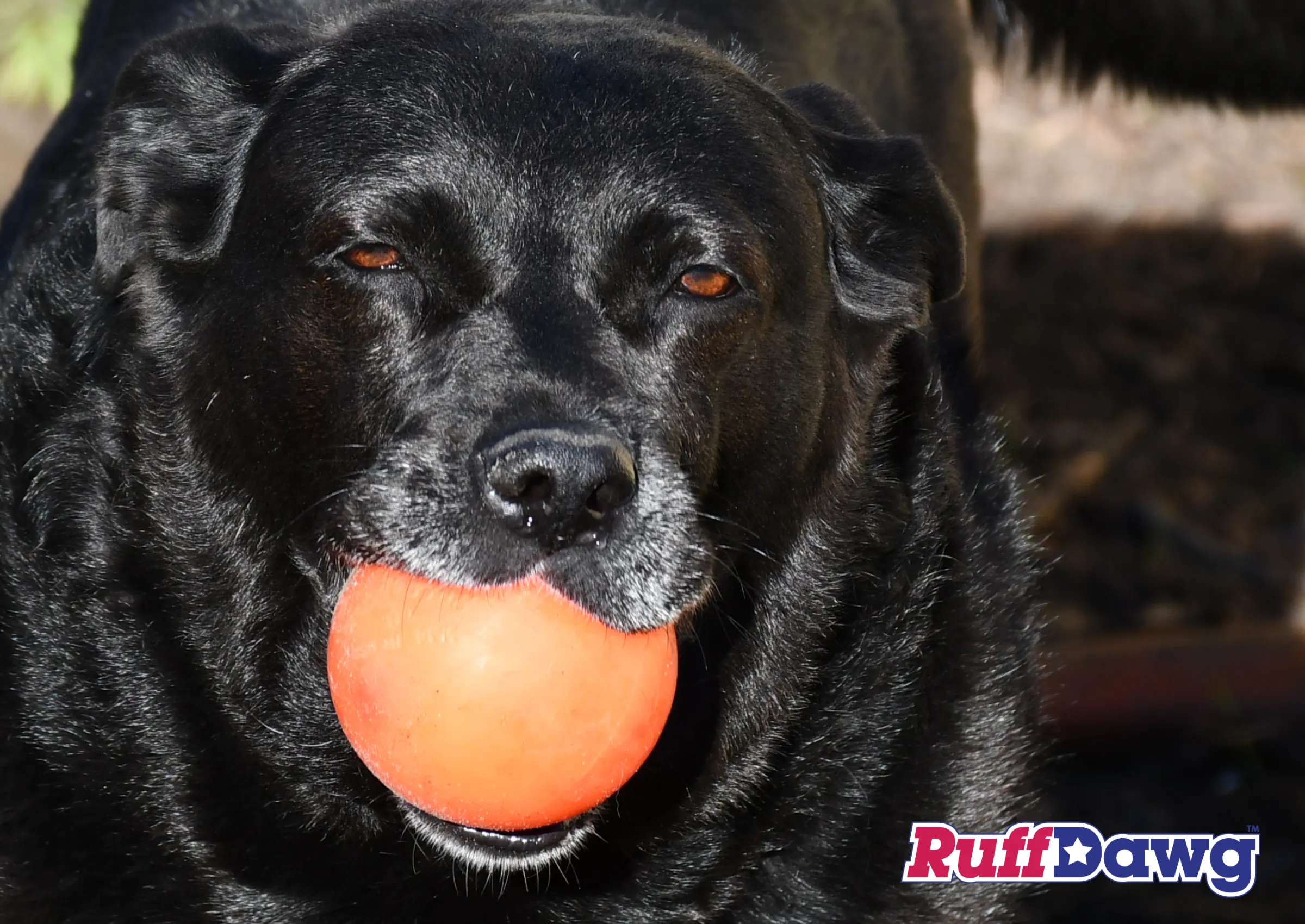 Ball XXL - Dogs 40 lbs plus - Ruff Dawg