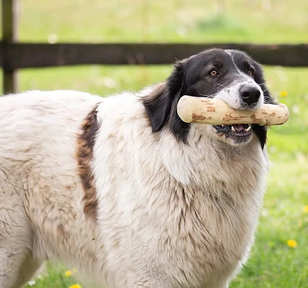 Coffee Wood Dental Chew