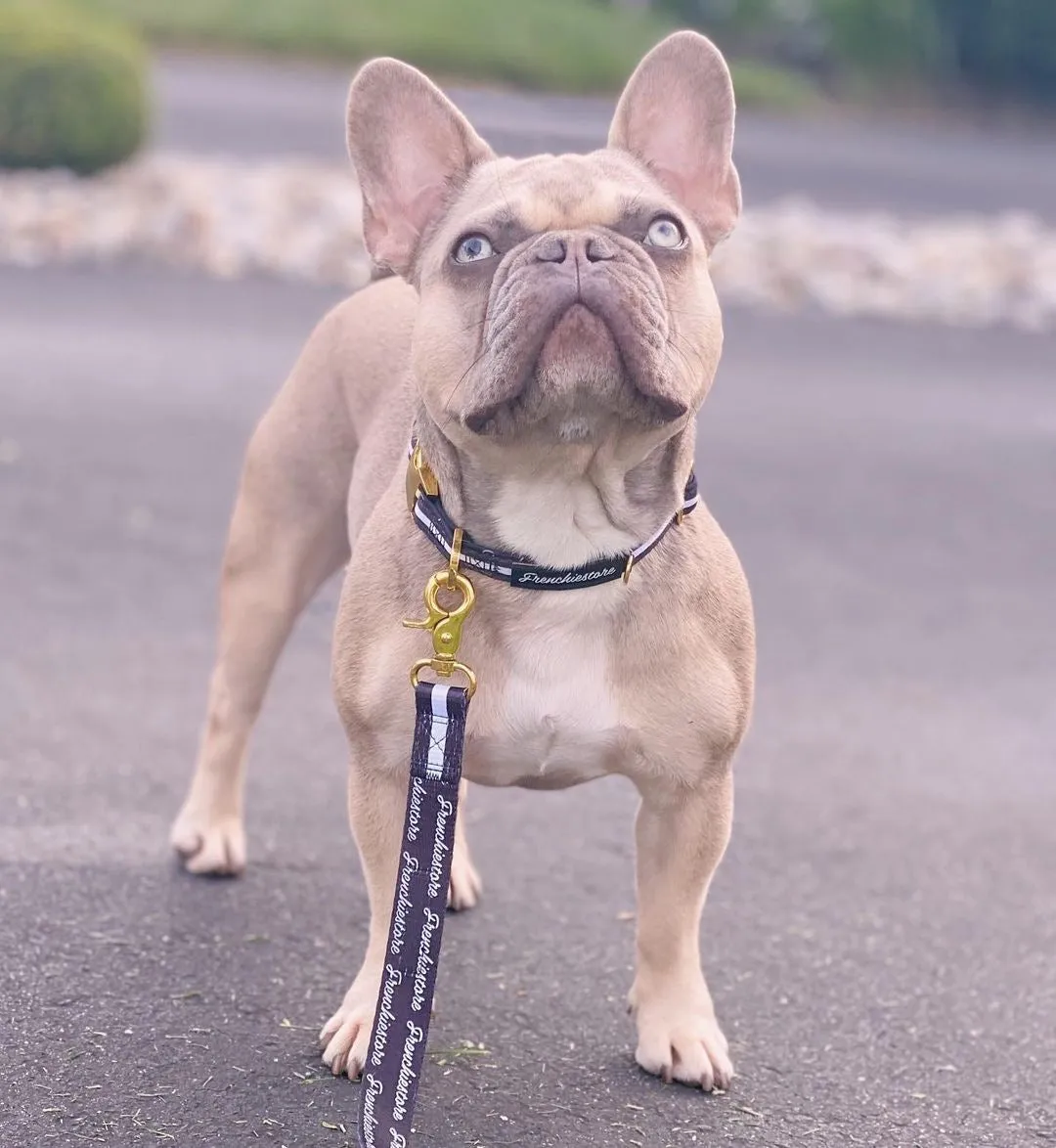 Frenchiestore Dog Luxury Leash | Black Varsity