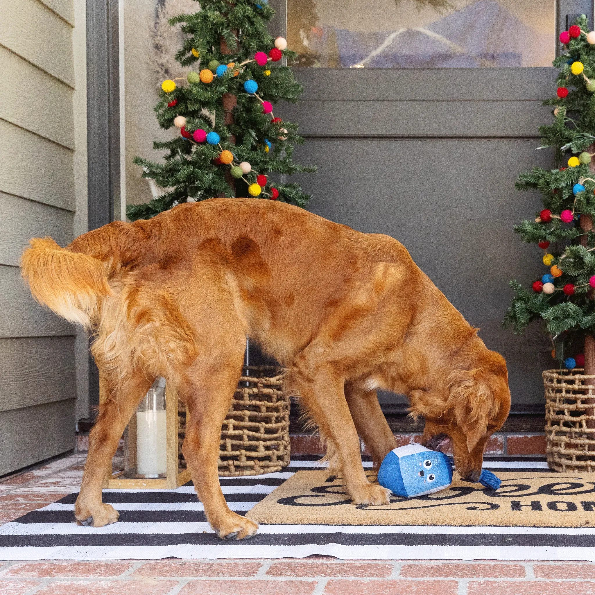 Fringe Go for a Spin Dreidel - Dog Toy