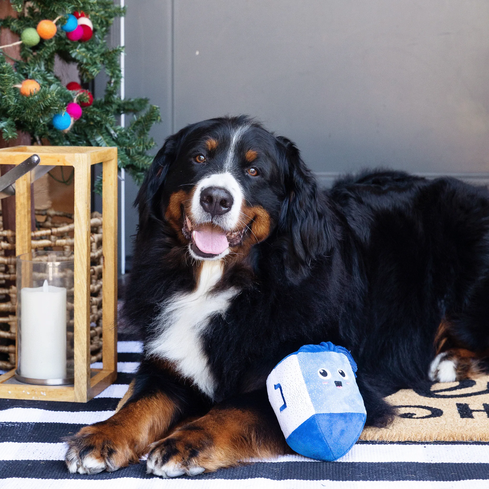 Fringe Go for a Spin Dreidel - Dog Toy