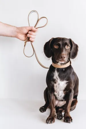 Hitch, Short Leather Dog Leash