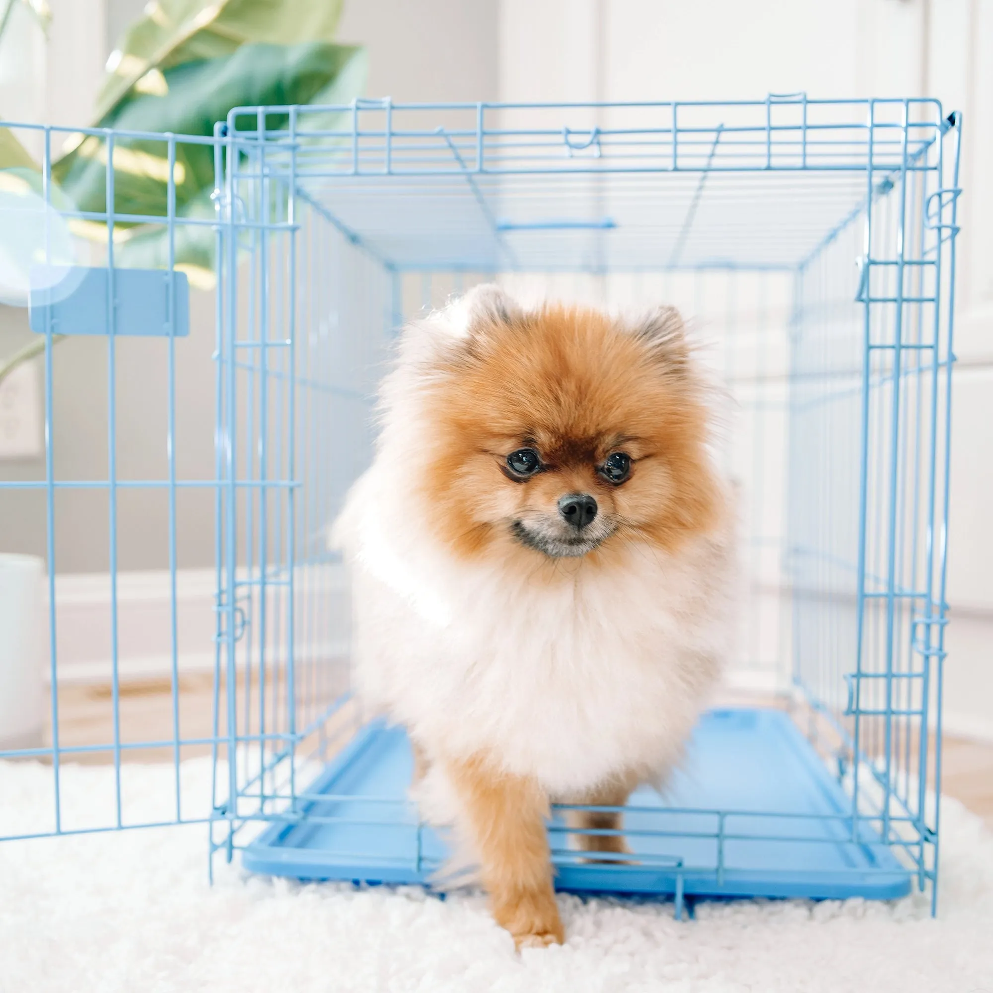 Small Single-Door Dog Crate