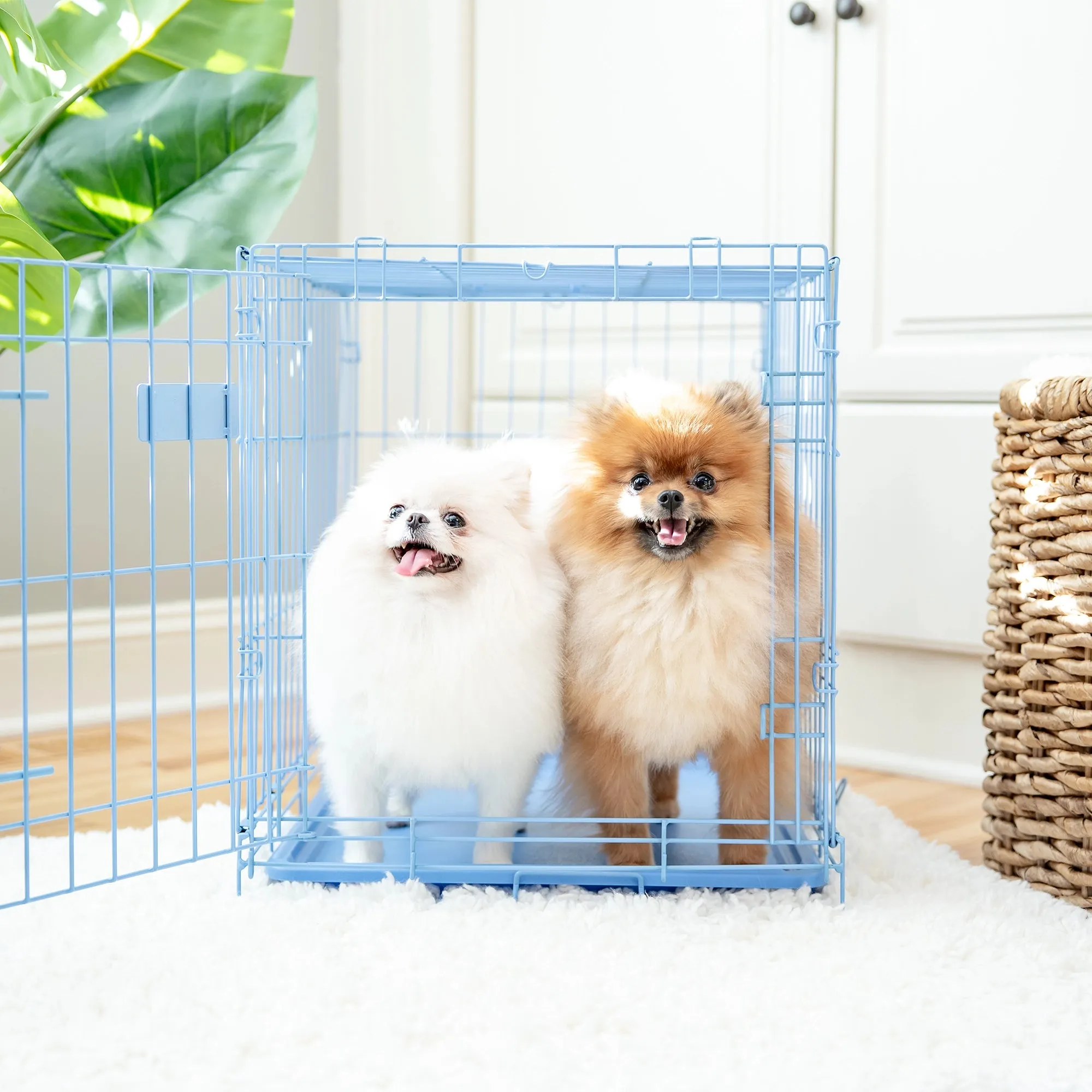 Small Single-Door Dog Crate